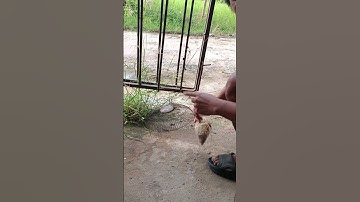 ผิดคิวซะงั้น (จะจับนกเขาชวาแบบง่ายๆกลายเป็นได้นกกระจอก)