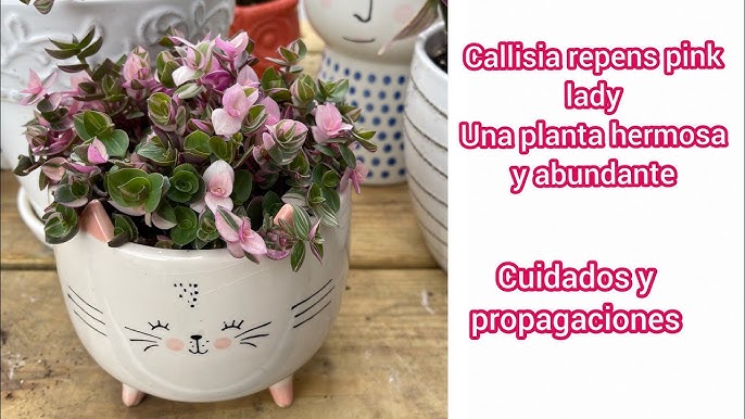 Callisia Pink Lady 4″ - Plantforsoul