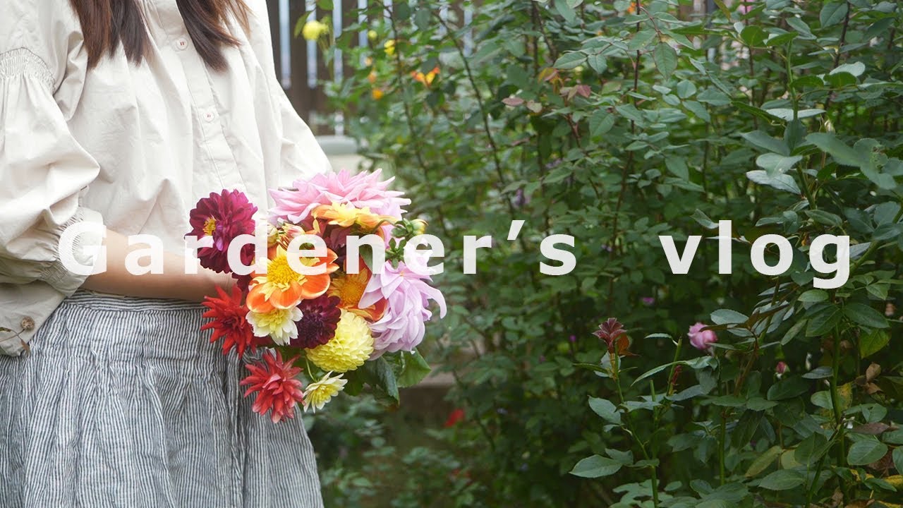 Осенняя история в маленьком саду в Корее 🌾🍂