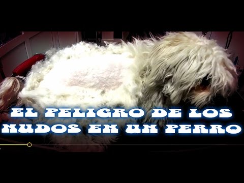 Video: Cómo cortar rastas en un perro