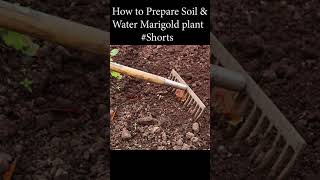 How to Prepare Soil & water Marigold plant #shorts #shortvideo