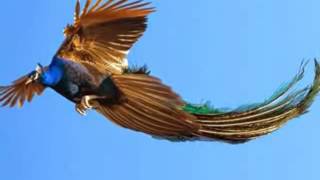 fly peacock peacocks far