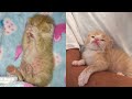 Rescue Little But Fierce Kitten Transform To Super Cute Cat