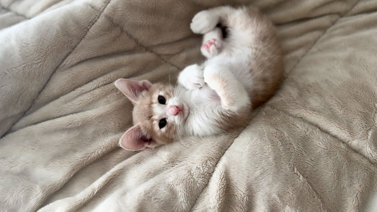 냥펀치 세기 조절하면서 누나 간보는 애기 고양이