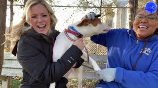 Meet Spark: January's Pet of the Month Spotlight in Nashville