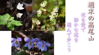 ハイキング】週末の高尾山！花を見ながら、静かな道を選んで歩こう