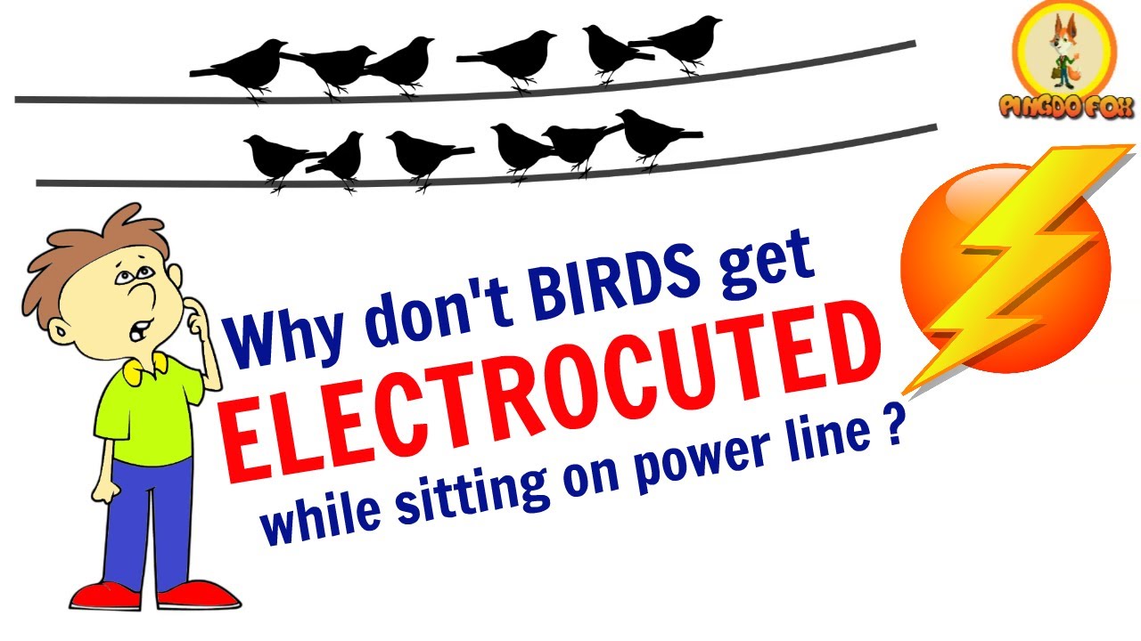 Why Don't Birds Get Electrocuted while sitting on Power