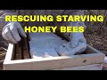 Beekeeping: Rescuing Starving Honey Bees & Winter Kill