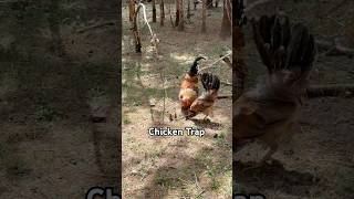 Spring Pole Snare Survival Trap