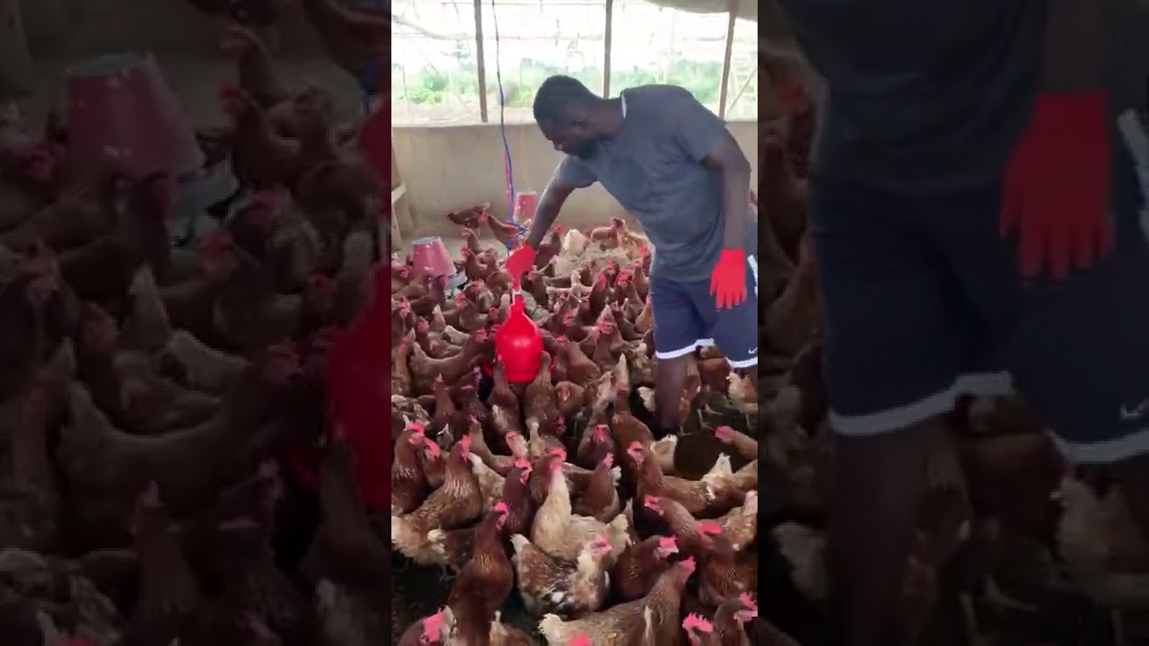 POULTRY FARMING IN GHANA YouTube