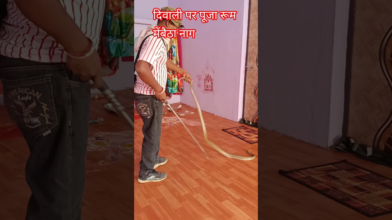 दिवाली पर पूजा रूम में आया स्नेक 