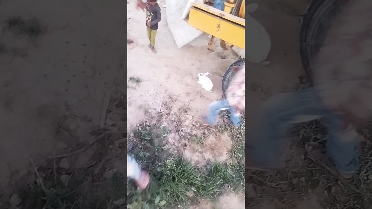 rabbit vibrator 🥀