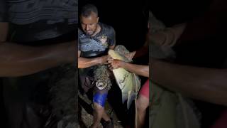 TAMBAQUI DE 10kg PEGO NA TARRAFA #animals #nature #shorts