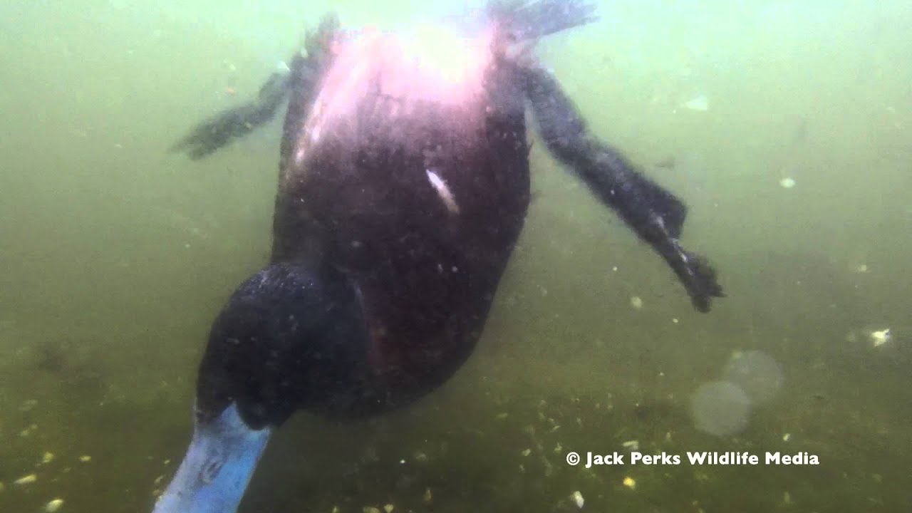video phone beyonce mp3 Tufted Duck, Pochard & Ruddy Duck Underwater