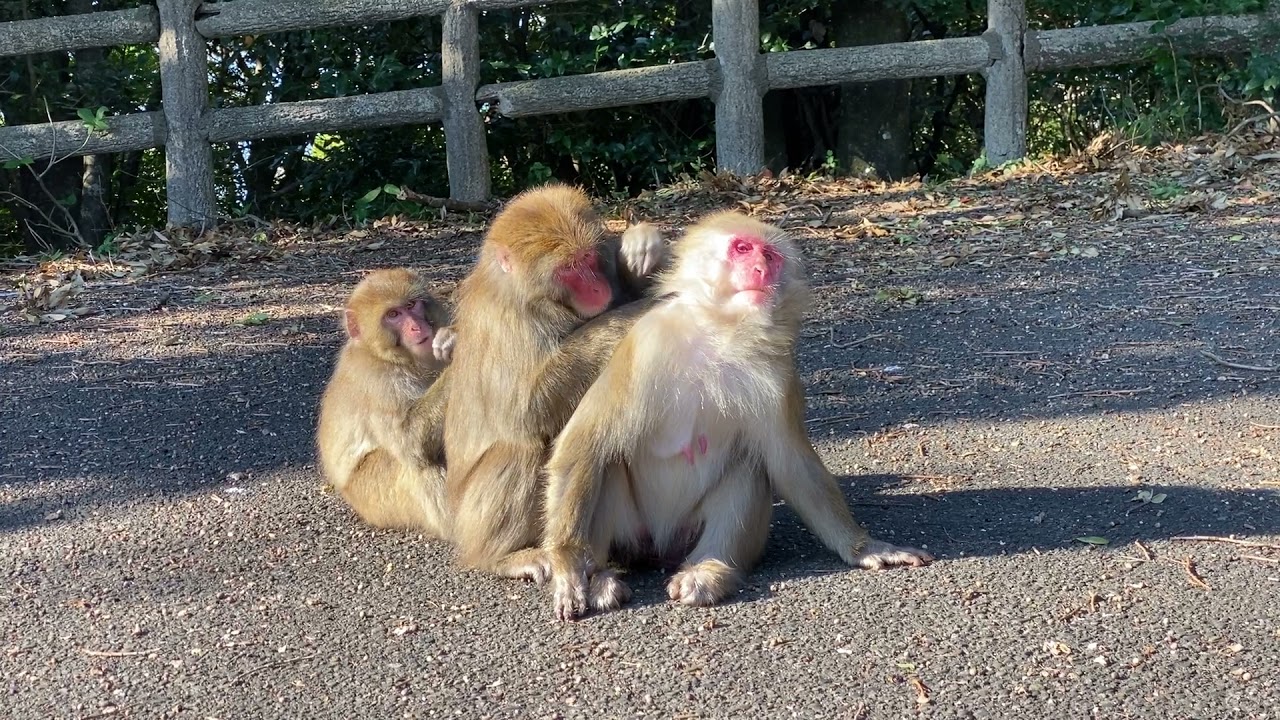 大堂お猿公園 たくさんの野生のサルと出会える 大月町 あははライフ
