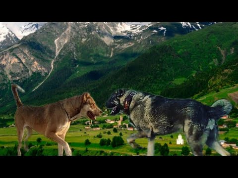 მალე გვეყოლება დიდ წონიანი ლეკვები ბუგი X ჯიჯი