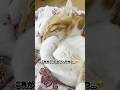 ぎゅっと抱き合う兄弟猫の絆が尊すぎた！ #shorts #保護猫 #子ネコ #猫家族 #猫のいる暮らし #cat #ねこ #兄弟猫 #ネコ