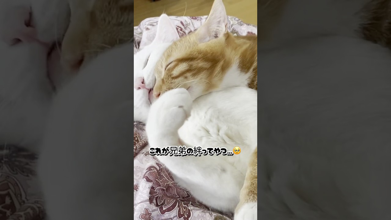 ぎゅっと抱き合う兄弟猫の絆が尊すぎた！ #shorts #保護猫 #子ネコ #猫家族 #猫のいる暮らし #cat #ねこ #兄弟猫 #ネコ