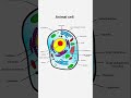Animal cell || Easy drawing #class #exam