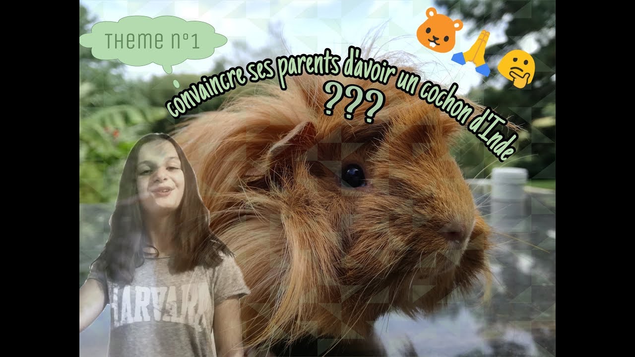 | CHON | Convaincre ses parents d'avoir un cochon d'Inde 🙏🤔🐹 - YouTube