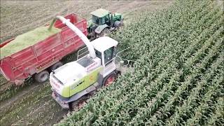 Сбор урожая кукурузы в Подмосковье