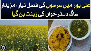 Mustard crop ready in Alipur - Aaj News