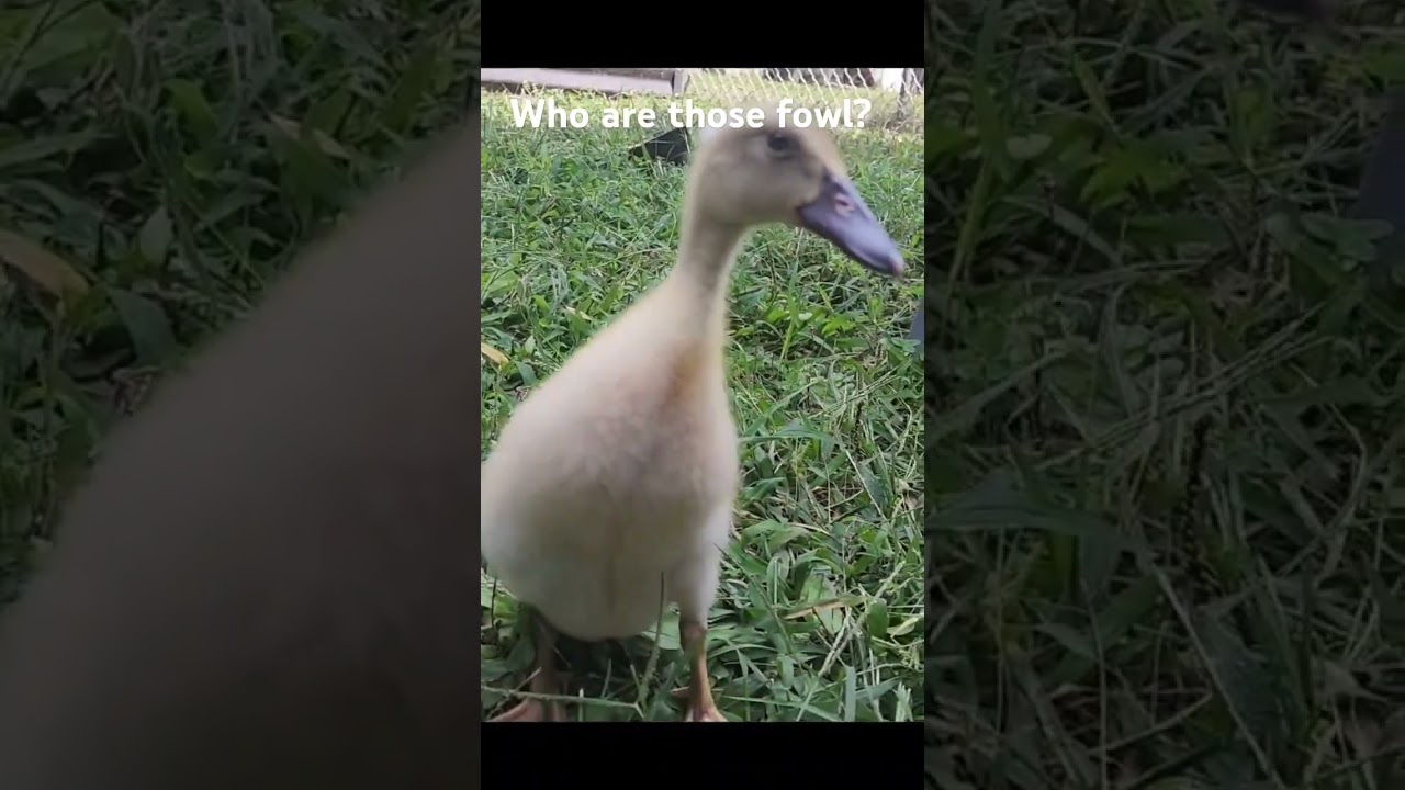 Pillsbury meets Flock! 