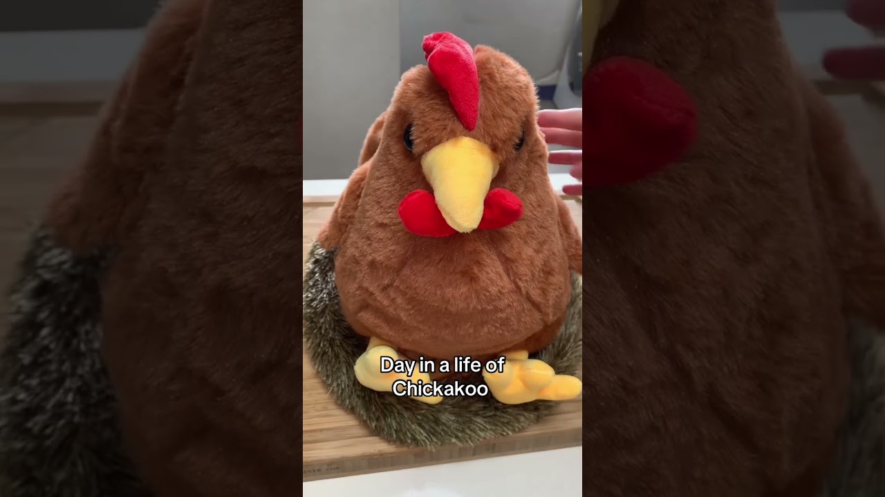 What happened to Chickakoo’s eggs 🥚 😩