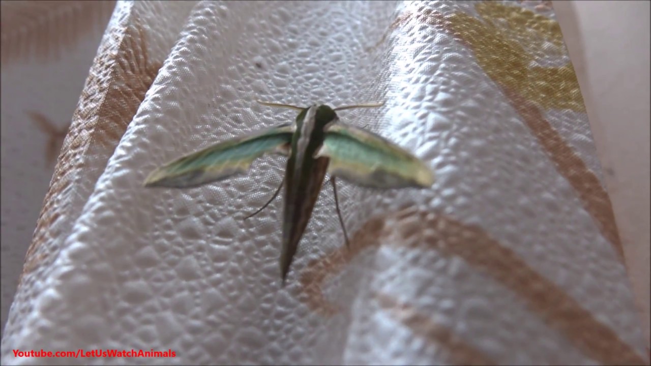 camera iphone 8 plus apk Pergesa Acteus - Green Pergesa Hawkmoth
