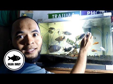 cara-bersihkan-spidol-permanen-pada-aquarium-aquascape-anda-|-ikan-imut