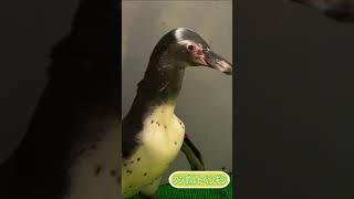 【無音注意】魚を食べる練習中 #Shorts #ペンギン