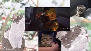 Вечерний Выживаем