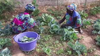 Agroforesterie au Burkina Faso et au Sénégal.