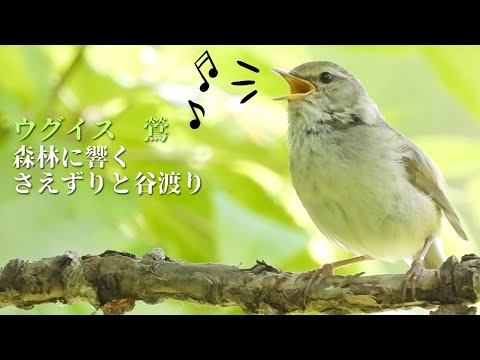 【未使用】 帯 鶯 うぐいす 鳥 未使用】 帯 鶯 うぐいす 鳥 【公式通販】