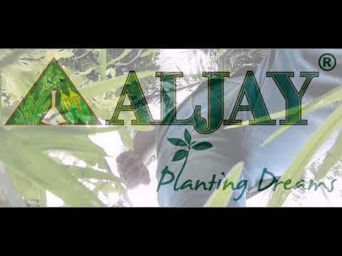 VIDEO ENTRY FOR ALJAY ft. Rice Land - YouTube
