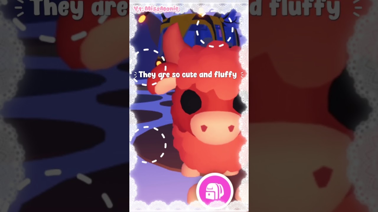 Angus cows are so cute 🐮🎀 