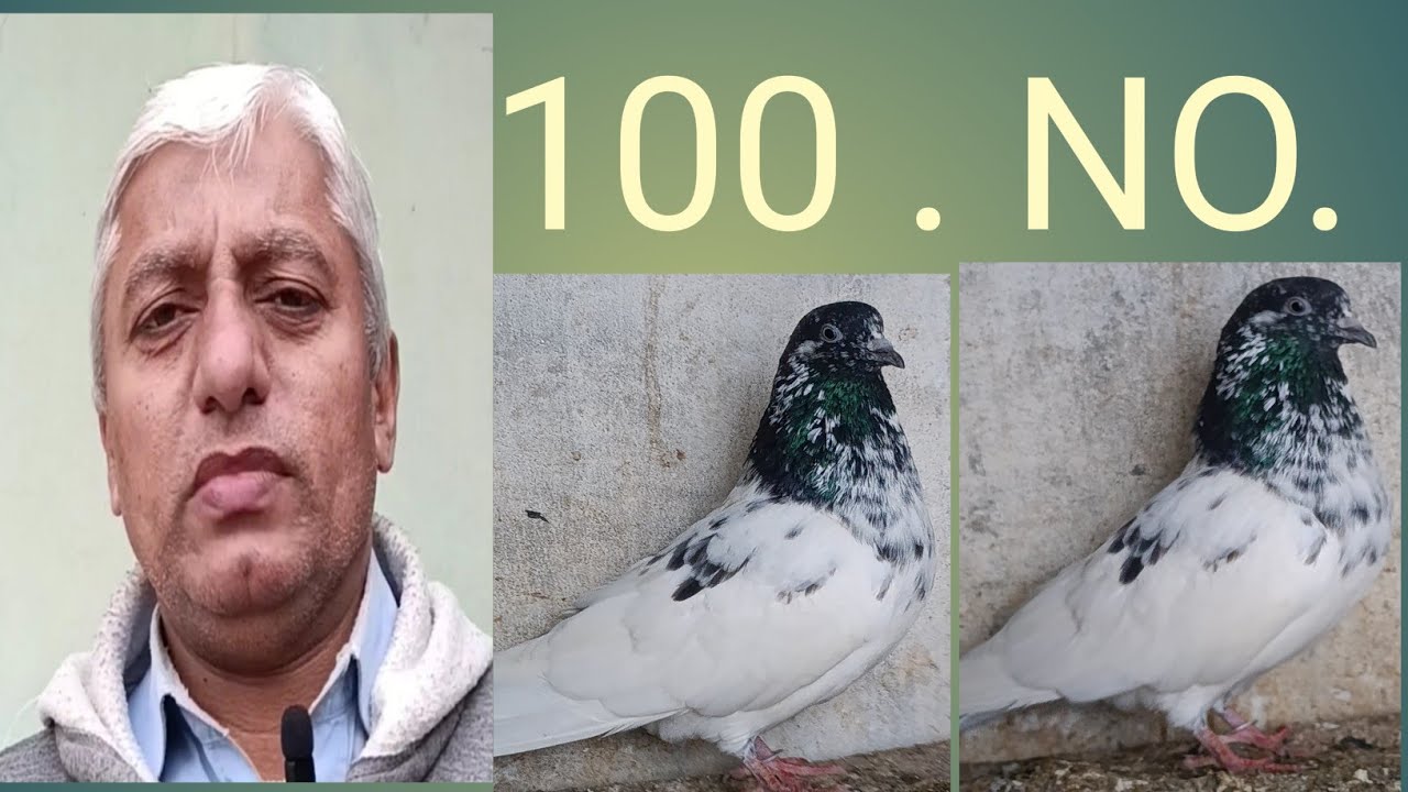 BIRDS LOVERS.. SHEIKH SHAHBAZ.