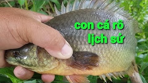 câu cá rô đồng, thu phục con cá rô khủng và nguyên ổ thác lác @TAMCARO