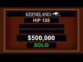 Commissioner Dan, hip 120,  sells for $500,00 at the 2023  Keeneland April Sale