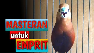 masteran burung emprit kaji gacor isian kenari