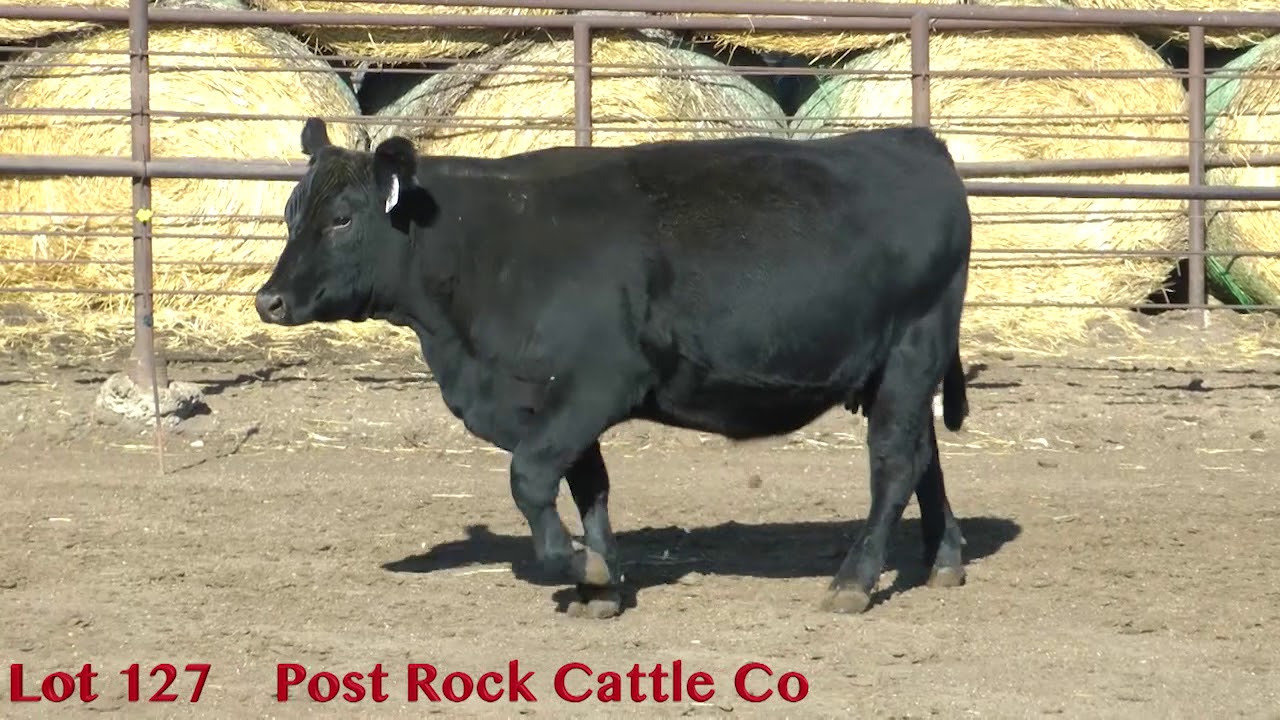 Lot 127 Post Rock Cattle Co YouTube
