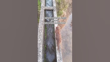 Berang-berang ngajakin main #shorts #viralvideo #viralshorts #video #funny #berangberang #otter #fyp