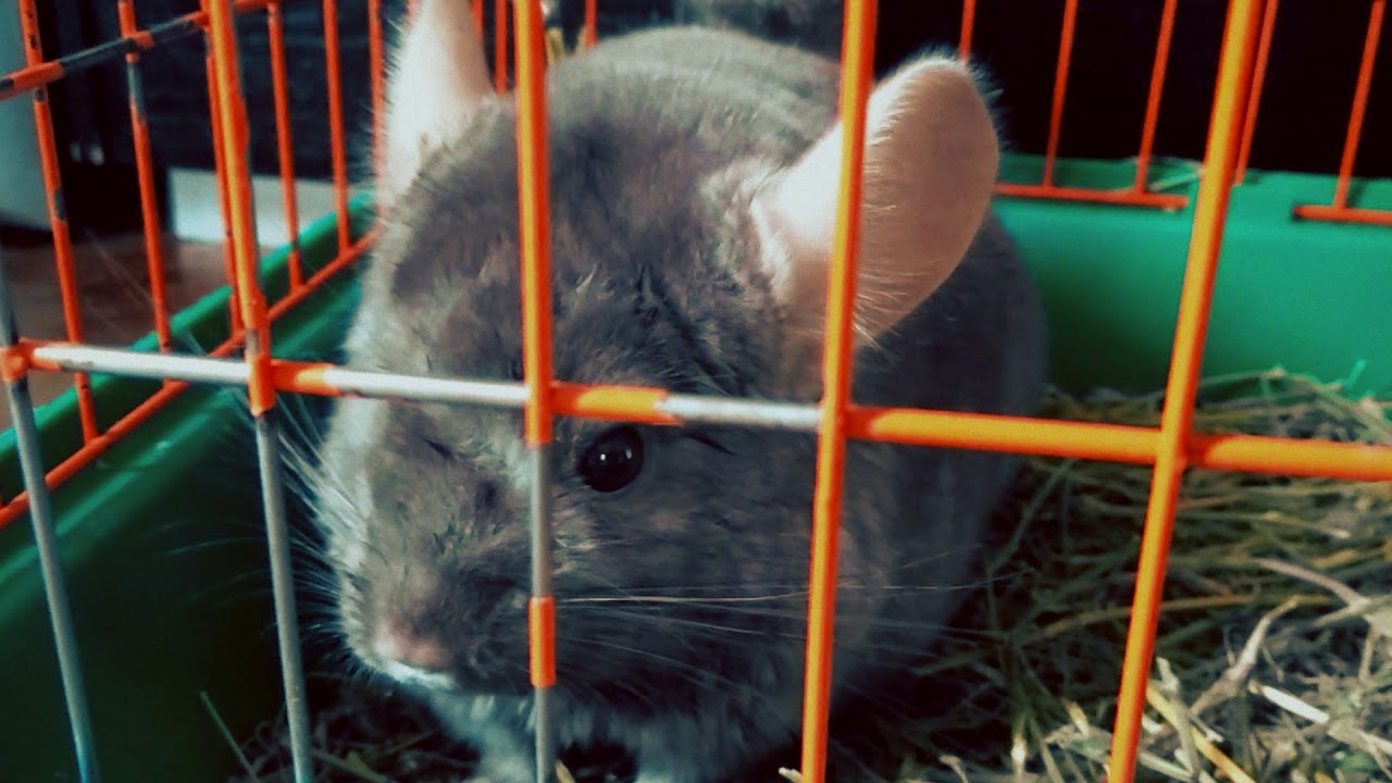 Домашняя шиншилла. Первое знакомство. - YouTube