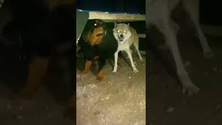 Kurtun Dişlere Bakın Alabiyi Nasıl Geri Çektiriyor