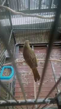 Cucak wilis/rengganis jinak