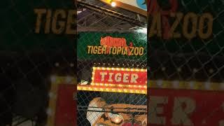 Tiger topia #thailand