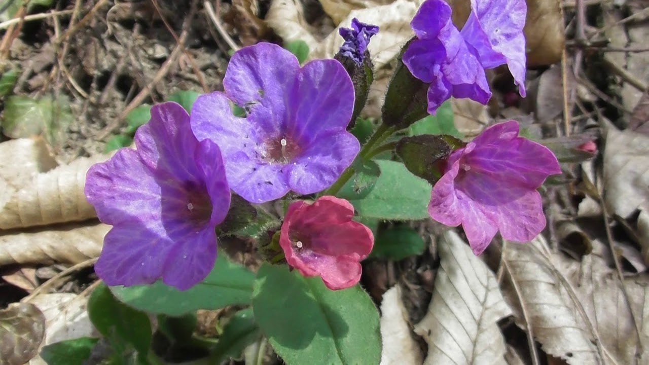 The first spring medicinal herb Pulmonaria officinalis lungwort Marys tears Our Ladys milk drops