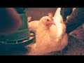 Привет из курятника🐔ВЫЖИВАНИЕ🐔 Подсобное хозяйство.