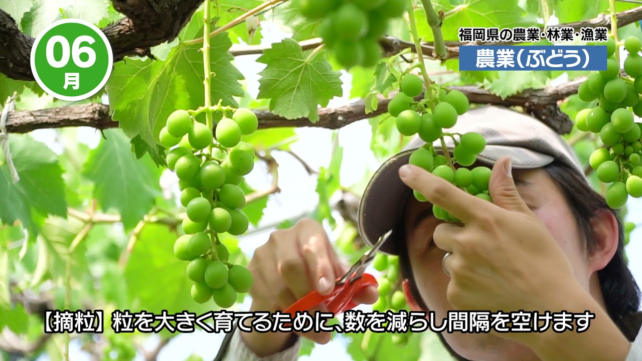 ふくおかで農林漁業 就職応援サイト