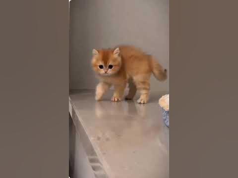 Наши миленькие котики 2 - YouTube
